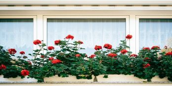 Gardening Window